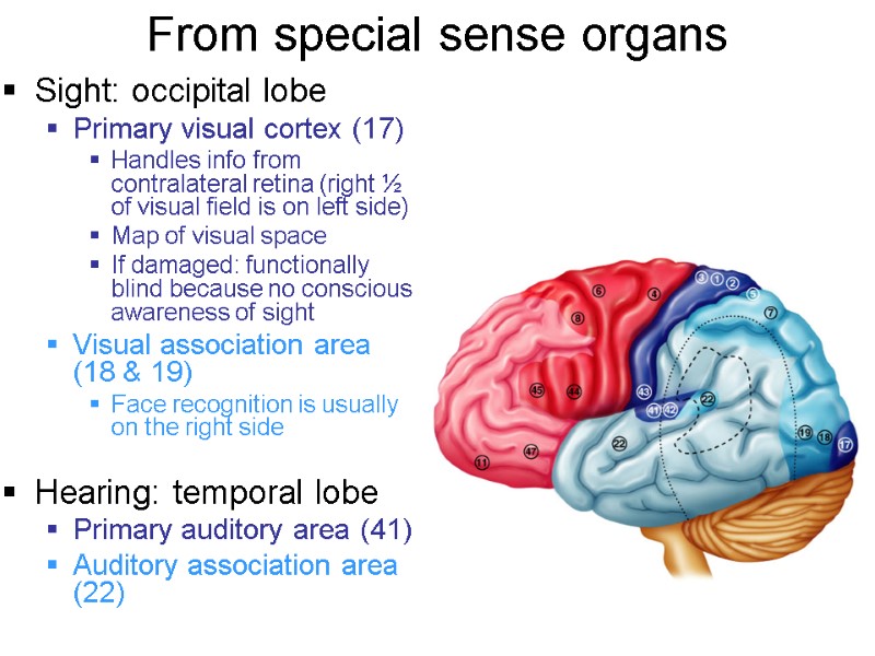 From special sense organs Sight: occipital lobe Primary visual cortex (17) Handles info from